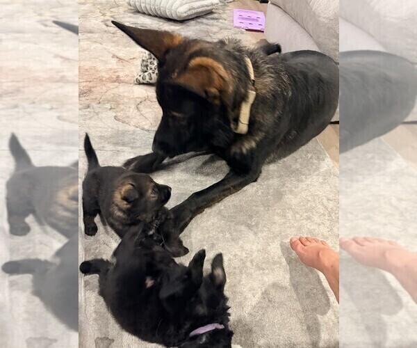Medium Photo #8 German Shepherd Dog Puppy For Sale in BRIGHTON, CO, USA