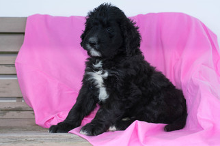 Bernedoodle Puppy for sale in KENSINGTON, OH, USA