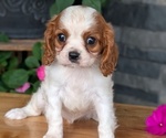 Small #11 Cavalier King Charles Spaniel