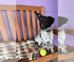 Small #1 Cairn Terrier Mix