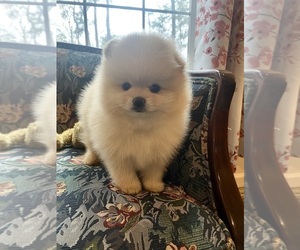 Pomeranian Puppy for sale in BEULAVILLE, NC, USA