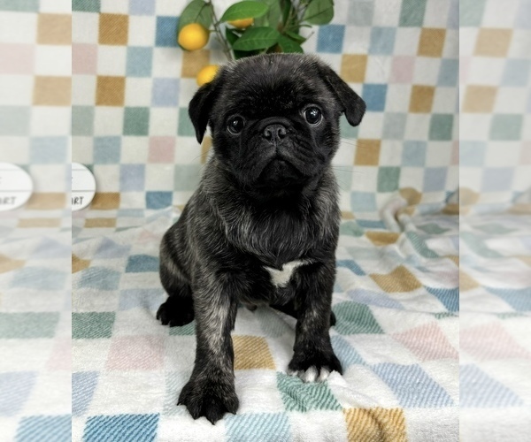 Medium Photo #4 Pug Puppy For Sale in FRANKLIN, IN, USA