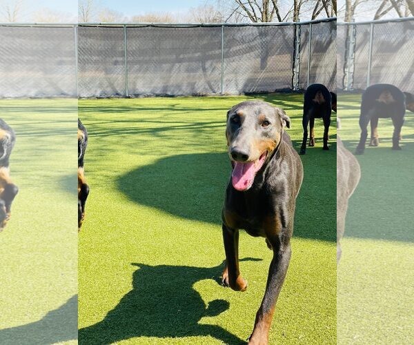 Medium Photo #8 Doberman Pinscher Puppy For Sale in Buffalo, MN, USA