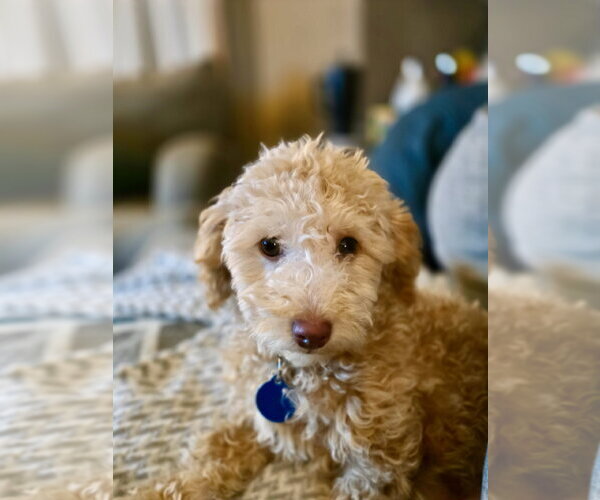 Medium Photo #4 Poochon Puppy For Sale in St. Louis Park, MN, USA