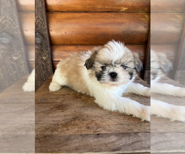 Medium Photo #5 Shiranian Puppy For Sale in SAINT AUGUSTINE, FL, USA