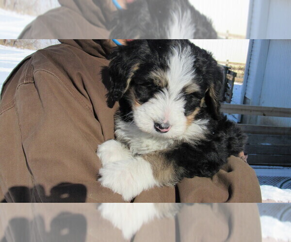 Medium Photo #4 Bernedoodle Puppy For Sale in BIG ROCK, IL, USA