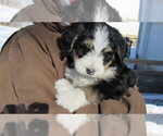 Small Photo #4 Bernedoodle Puppy For Sale in BIG ROCK, IL, USA