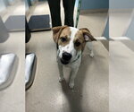 SHANE - Male Mutt Dog for Adoption - Small photo