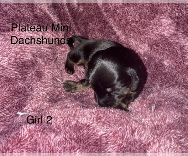 Medium Photo #1 Dachshund Puppy For Sale in CROSSVILLE, TN, USA