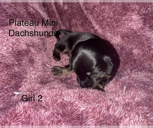 Dachshund Puppy for sale in CROSSVILLE, TN, USA