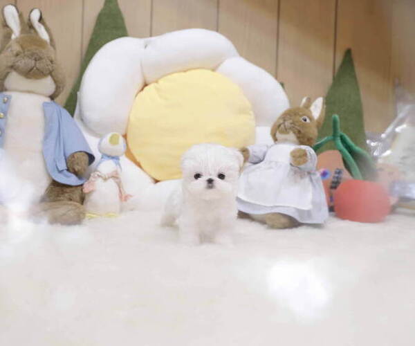 Medium Photo #2 Maltese Puppy For Sale in Seoul, Seoul, Korea, South