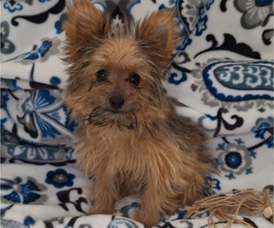 Yoranian Puppy for Sale in ELKTON, Kentucky USA