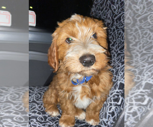 Goldendoodle-Poodle (Miniature) Mix Puppy for sale in PETALUMA, CA, USA