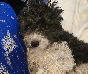 Father of the Poochon puppies born on 01/20/2025