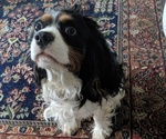 Small Photo #1 Cavalier King Charles Spaniel Puppy For Sale in GENEVA, NY, USA
