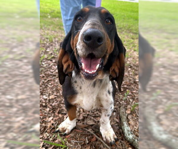Medium Photo #4 Basset Hound Puppy For Sale in Deepwater, NJ, USA