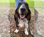 Small #3 Basset Hound