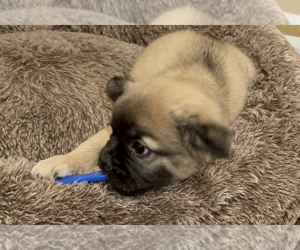 Medium Photo #1 French Bulldog Puppy For Sale in DISCOVERY BAY, CA, USA