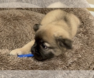 French Bulldog Puppy for Sale in DISCOVERY BAY, California USA