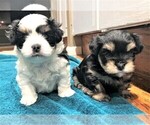 Small Photo #3 Mal-Shi Puppy For Sale in DES MOINES, WA, USA
