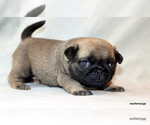 Small #6 Pug