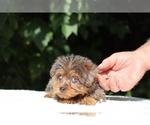 Small #4 Yorkiepoo mix (+ Poodle Toy)