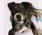 Small #4 Mutt