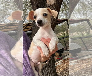 Cheagle Dogs for adoption in Oak Bluffs, MA, USA