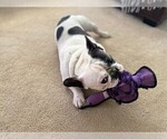 Small Photo #4 French Bulldog Puppy For Sale in HAGERSTOWN, MD, USA