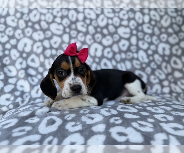 Medium Photo #2 Beagle Puppy For Sale in LAKELAND, FL, USA