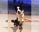 Small Border Collie