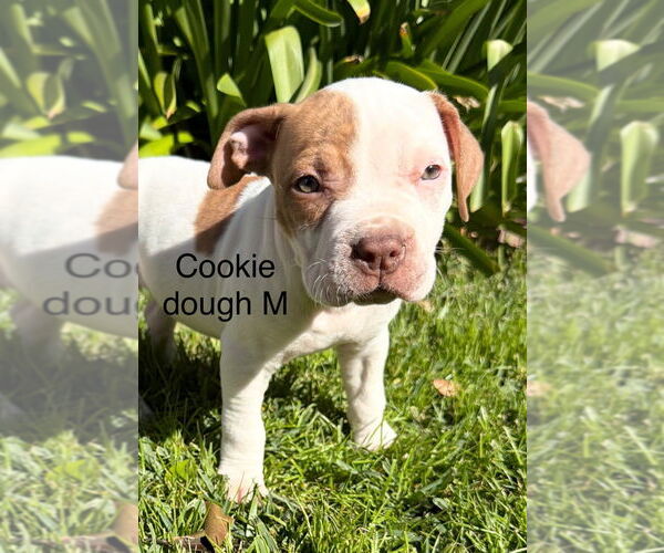 Medium Photo #1 Mutt Puppy For Sale in Studio City, CA, USA