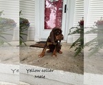Puppy Yellow collar 1 Bloodhound