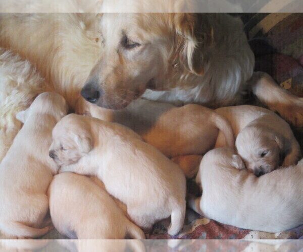Medium Photo #8 English Cream Golden Retriever Puppy For Sale in COLUMBIANA, OH, USA