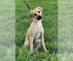 Mutt Dogs for adoption in Batavia, NY, USA