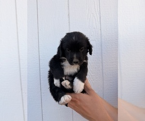 Australian Retriever Puppy for sale in CANON CITY, CO, USA