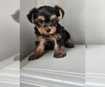 Small #2 Yorkshire Terrier