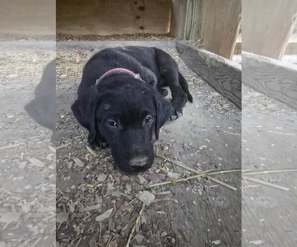 Medium Photo #2 Labrador Retriever-Unknown Mix Puppy For Sale in Kannapolis, NC, USA