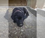 Small #1 Labrador Retriever Mix