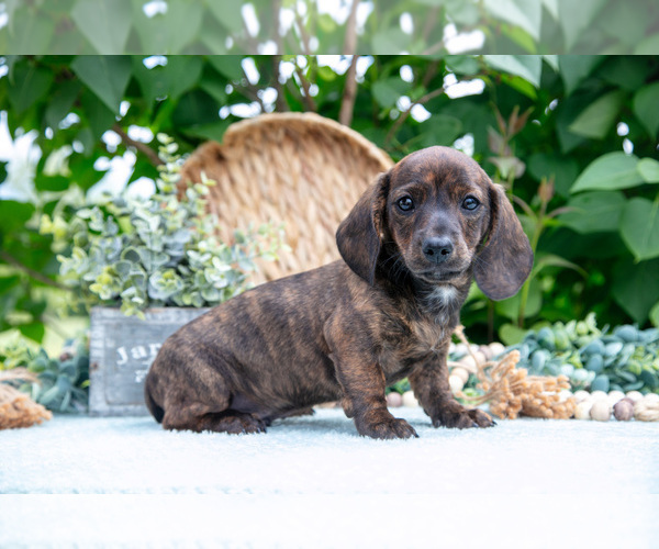 Medium Photo #12 Dachshund Puppy For Sale in ELIZABETHTOWN, PA, USA