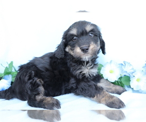 Goldendoodle (Miniature) Puppy for sale in SHILOH, OH, USA