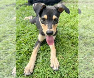 Mutt Dogs for adoption in Corona, CA, USA