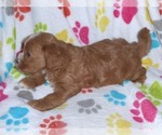 Small Photo #2 Cavapoo-Poodle (Miniature) Mix Puppy For Sale in ORO VALLEY, AZ, USA