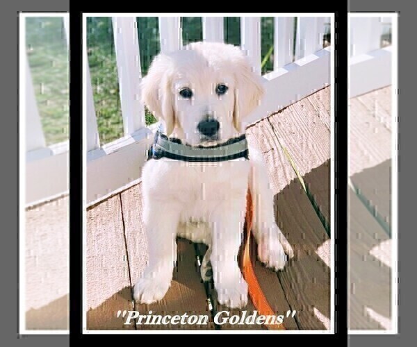 Medium Photo #17 English Cream Golden Retriever Puppy For Sale in PRINCETON, WV, USA