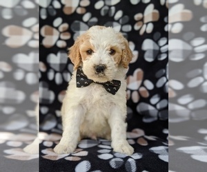 Goldendoodle-Miniature Bernedoodle Mix Puppy for sale in GLEN ROCK, PA, USA