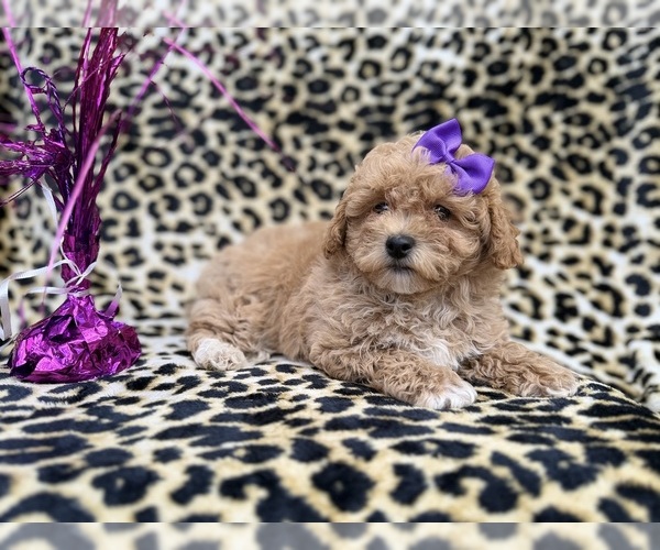 Medium Photo #8 Bichpoo Puppy For Sale in LAKELAND, FL, USA