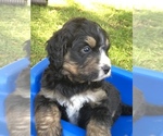 Small Photo #12 Bernedoodle Puppy For Sale in STEWARTSVILLE, NJ, USA