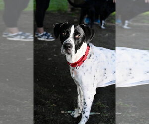 Lab-Pointer Dogs for adoption in Wakefield, RI, USA