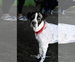 Junior Dot *LOCAL* - Male Lab-Pointer Dog for Adoption - Small photo