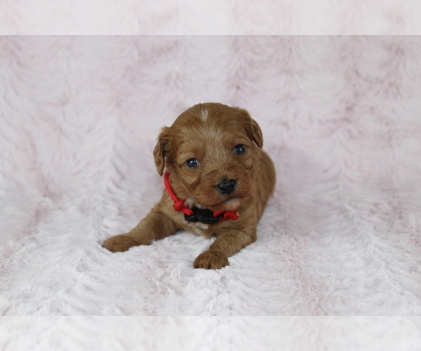 Medium Photo #5 Cavapoo Puppy For Sale in HOMELAND, CA, USA